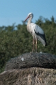 Schleswig Holstein Ostsee 09_2015 KA7_4526 als Smartobjekt-1 Kopie